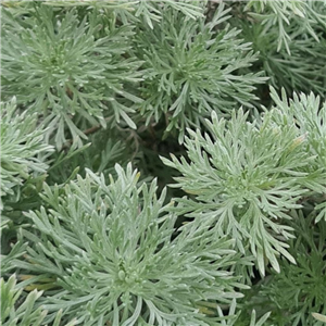 Artemisia Schmidtiana 'Nana'
